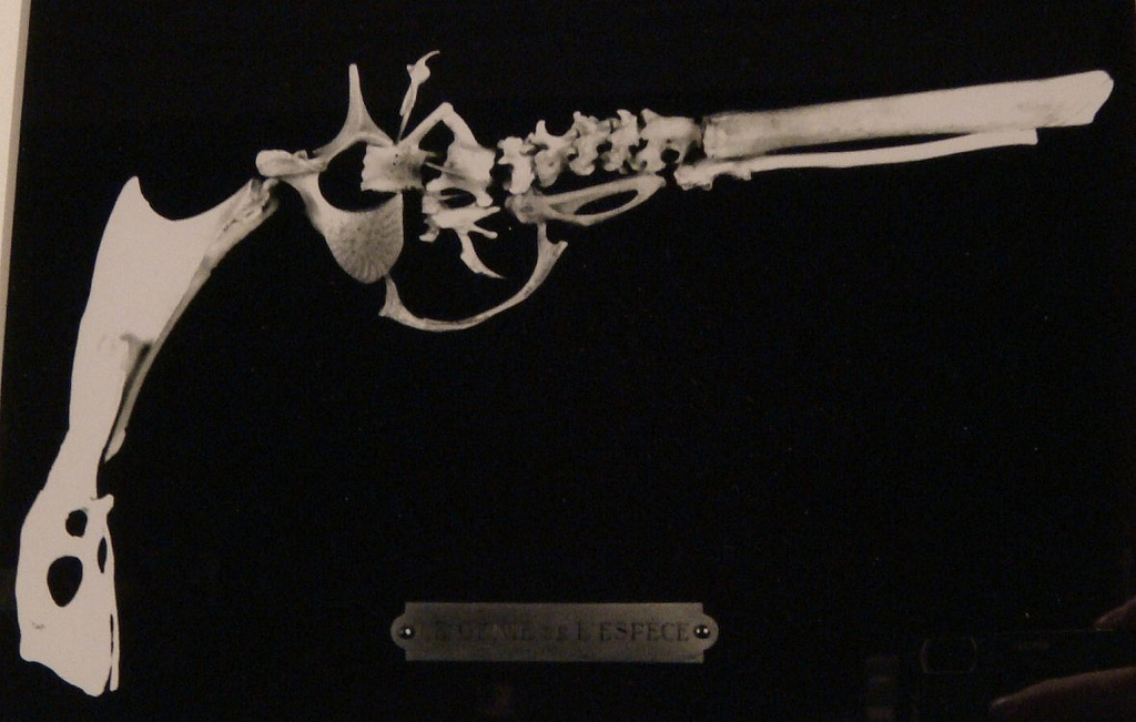 Wolfgang Paalen - Genius of the species